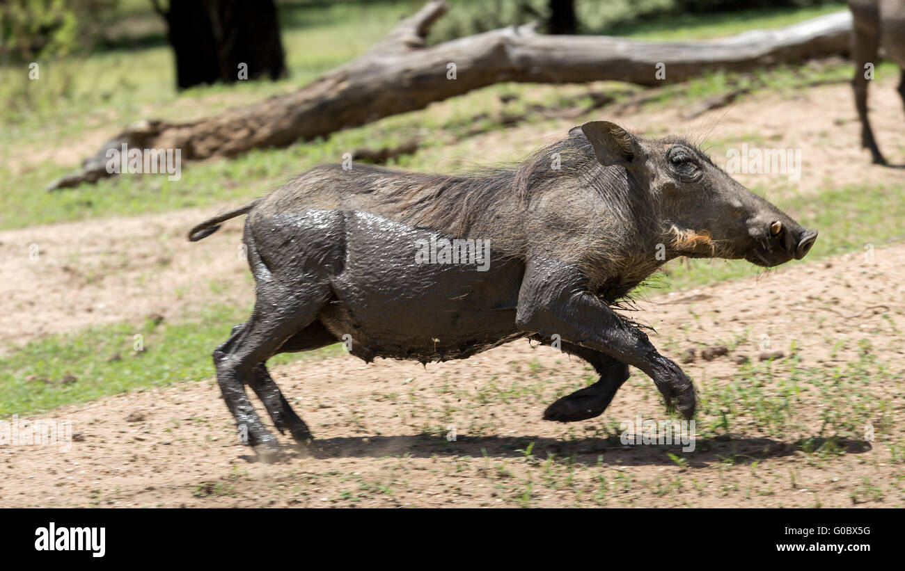 African warthog Stock Photo