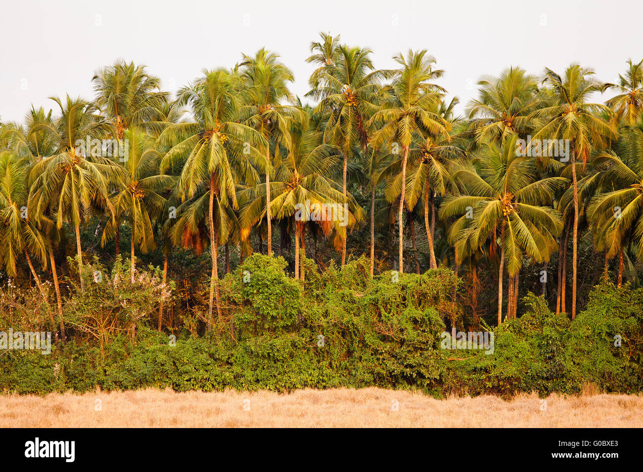 coconut tree jungle Stock Photo