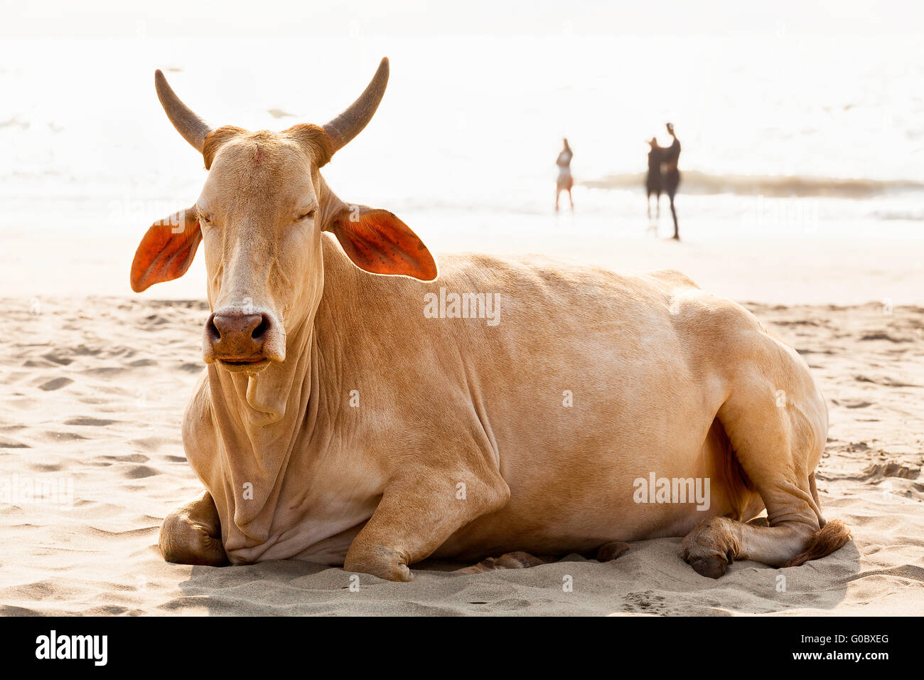goa beach cow Stock Photo