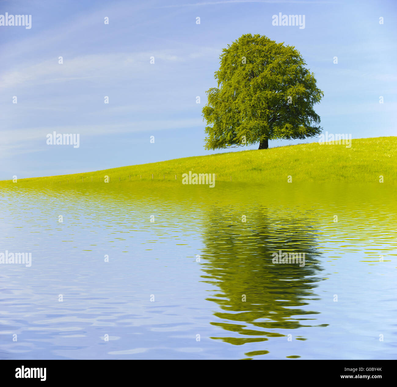 single beech tree with mirroring at lake Stock Photo - Alamy