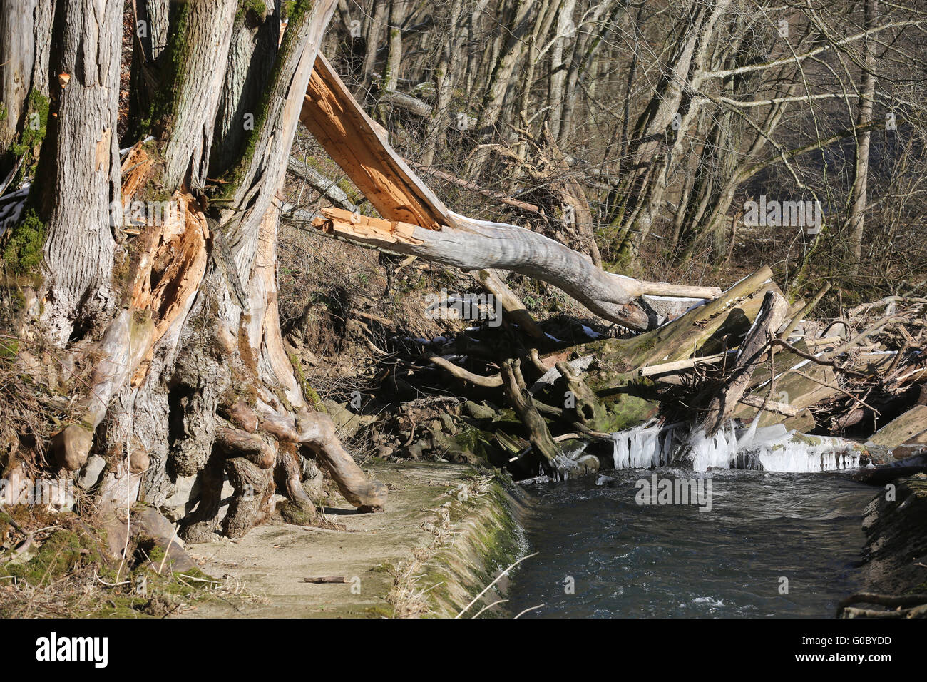 Windbreakage in a Creek Stock Photo