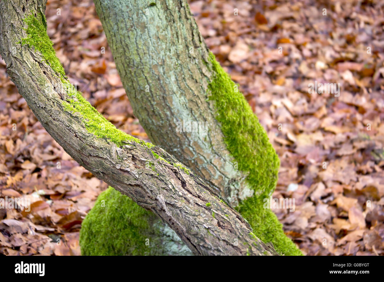 Forest in Atumn Stock Photo - Alamy