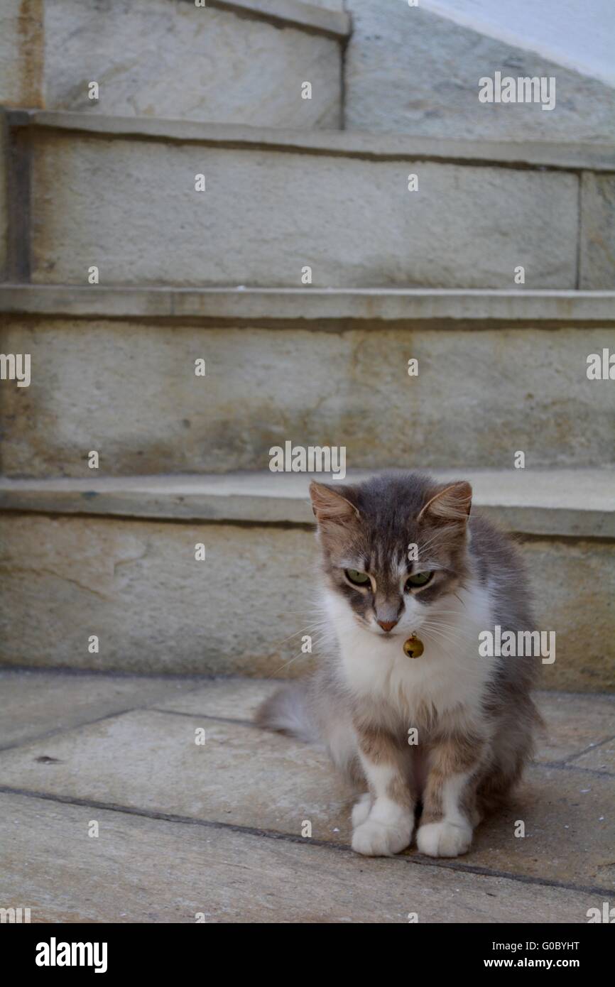 a grey and white cat sitting on steps on the greek island of skopelos Stock Photo
