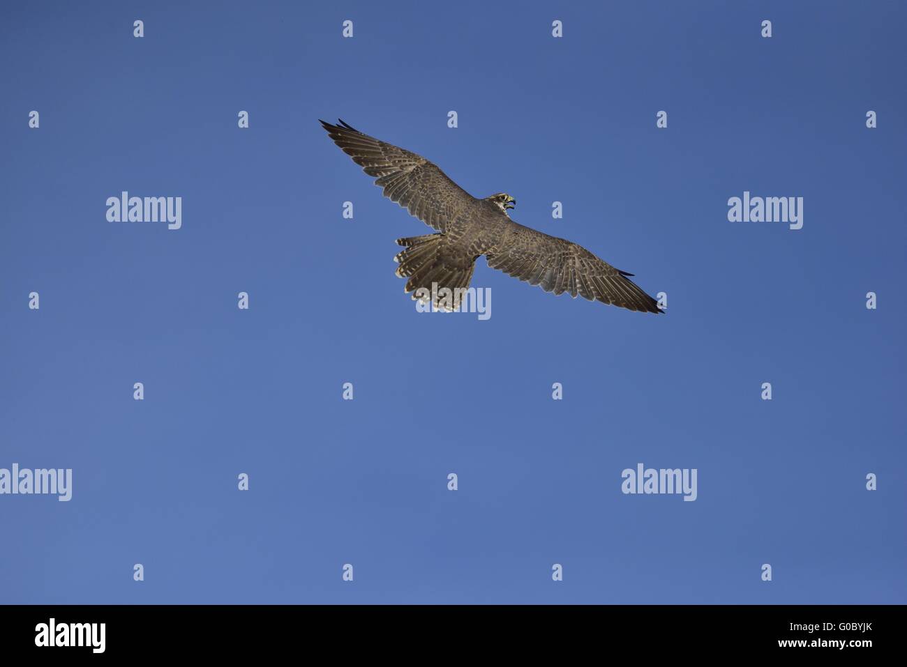 Peregrine falcon (Falco peregrinus) in fly. Stock Photo