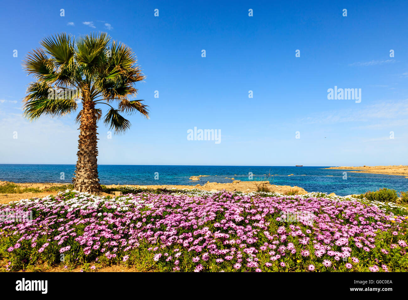Palm tree sea beach hi-res stock photography and images - Alamy