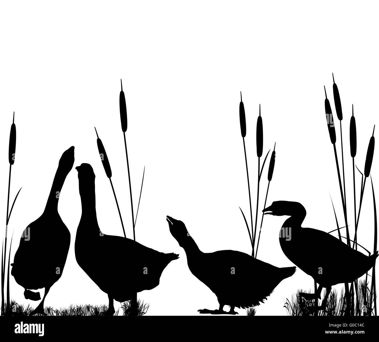 Goose Reed Male goose Black and White Stock Photos & Images - Alamy