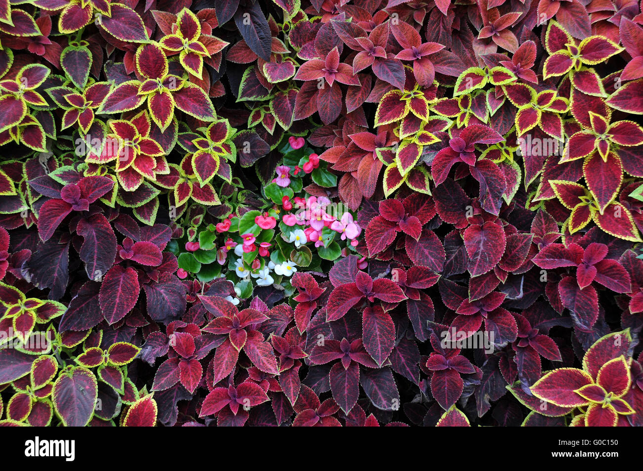 Closeup Design of Ground Covering Plants Stock Photo Alamy