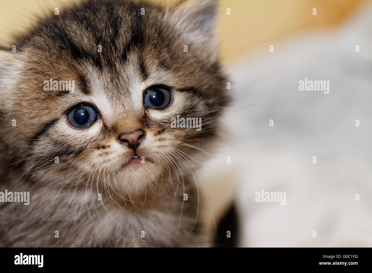 Close up photo of a cute kitten with big blue eyes Stock Photo