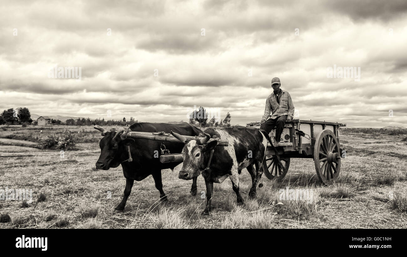 Yoke of oxen pulling a cart Stock Photo