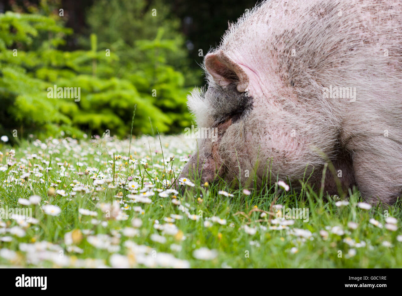 Pig in the grass Stock Photo