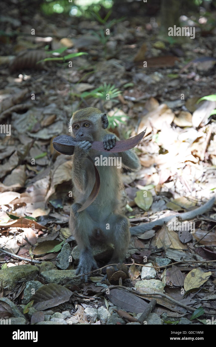 Long-tailed macaque (Macaca fascicularis) Stock Photo