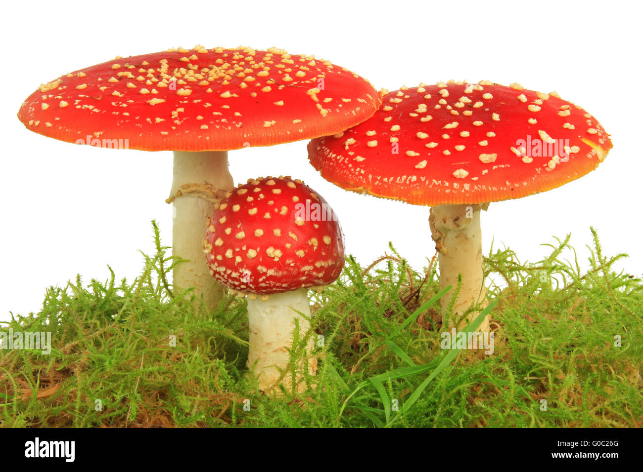 Fly agaric mushrooms (Amanita muscaria) Stock Photo