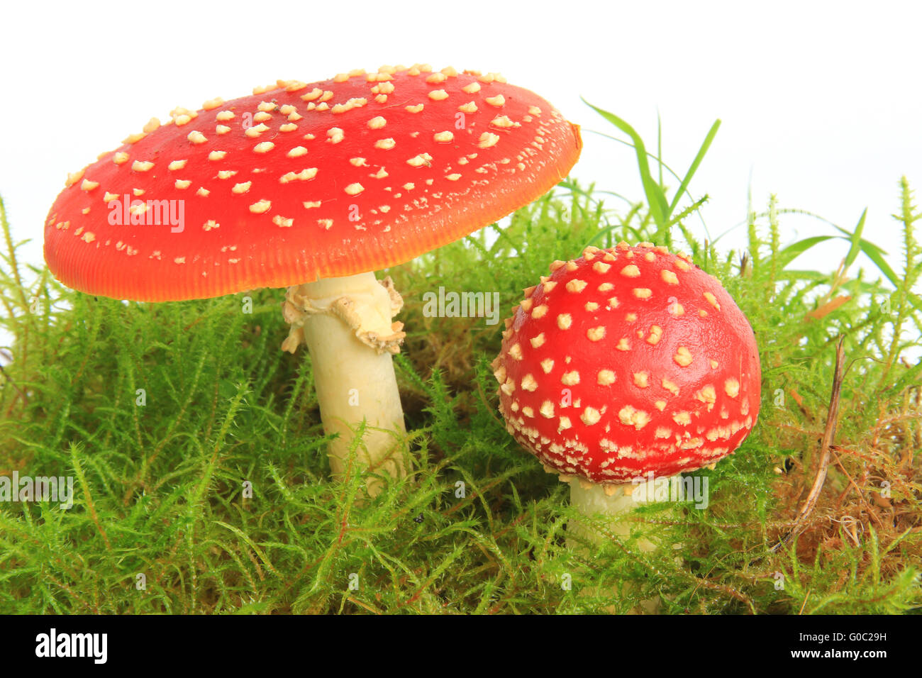 Fly agaric mushrooms (Amanita muscaria) Stock Photo