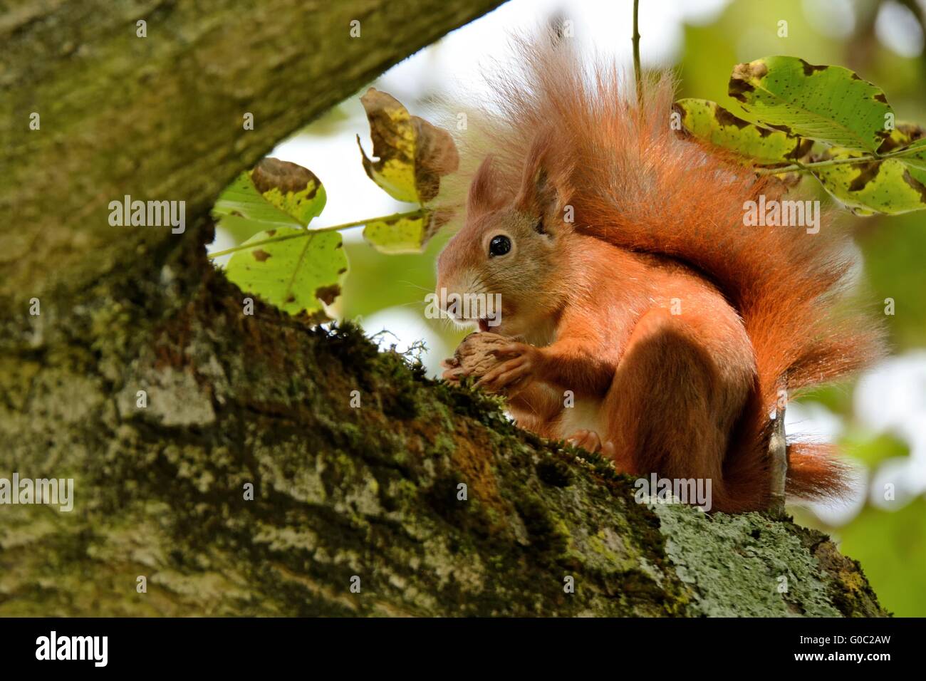 Red Squirrel eating Nut Stock Photo
