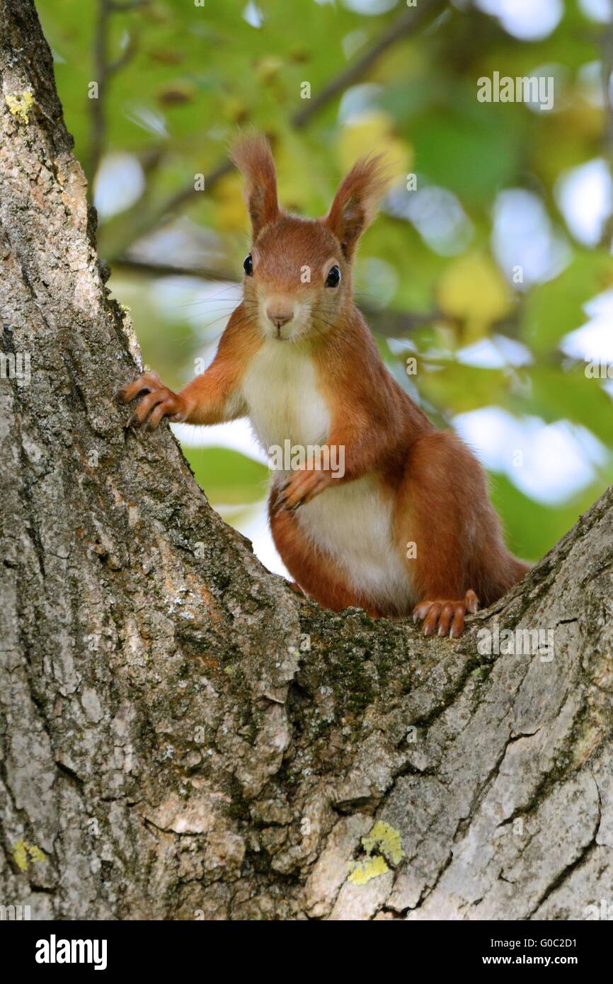 red squirrel Stock Photo