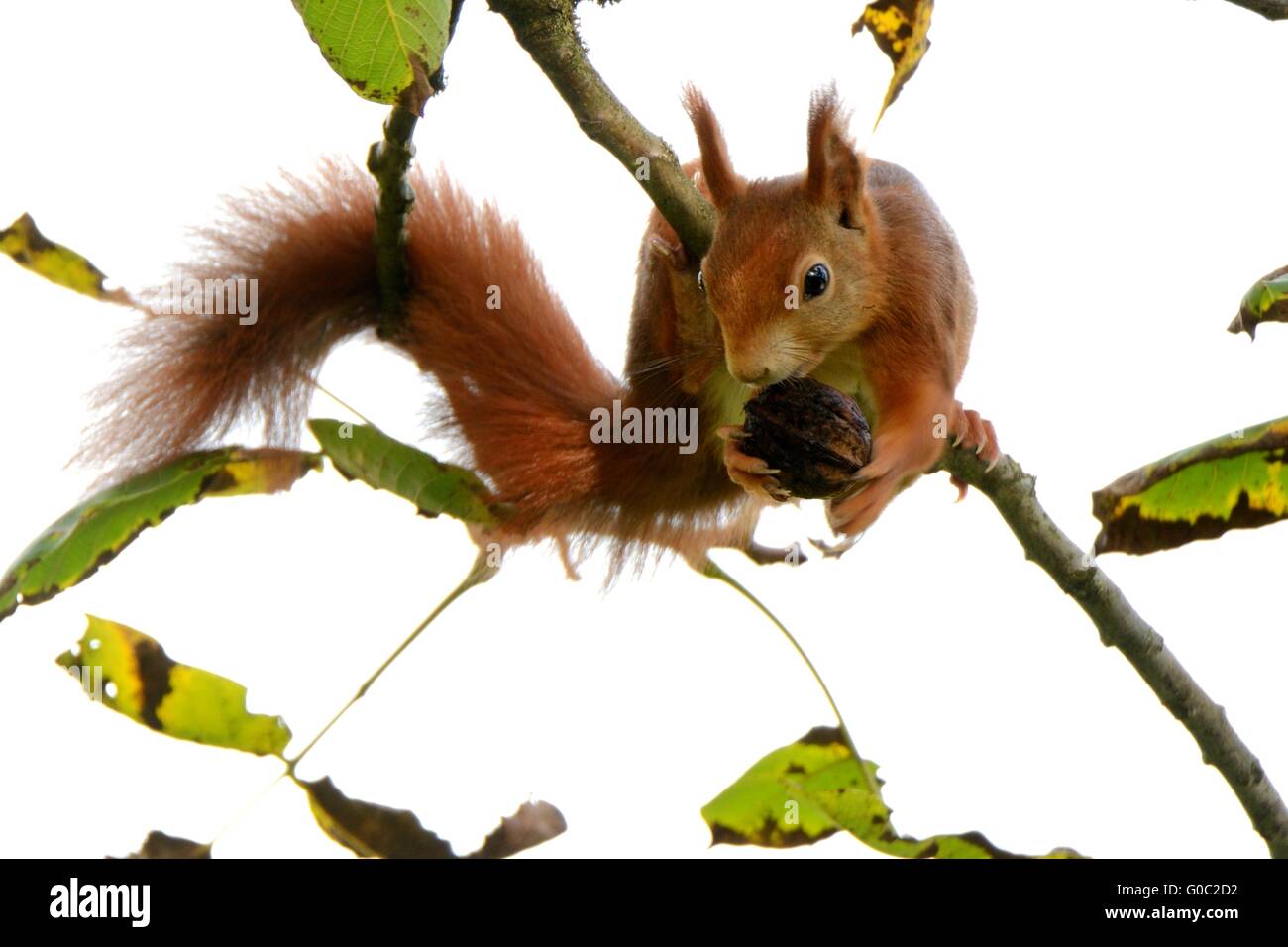 red squirrel with walnut Stock Photo