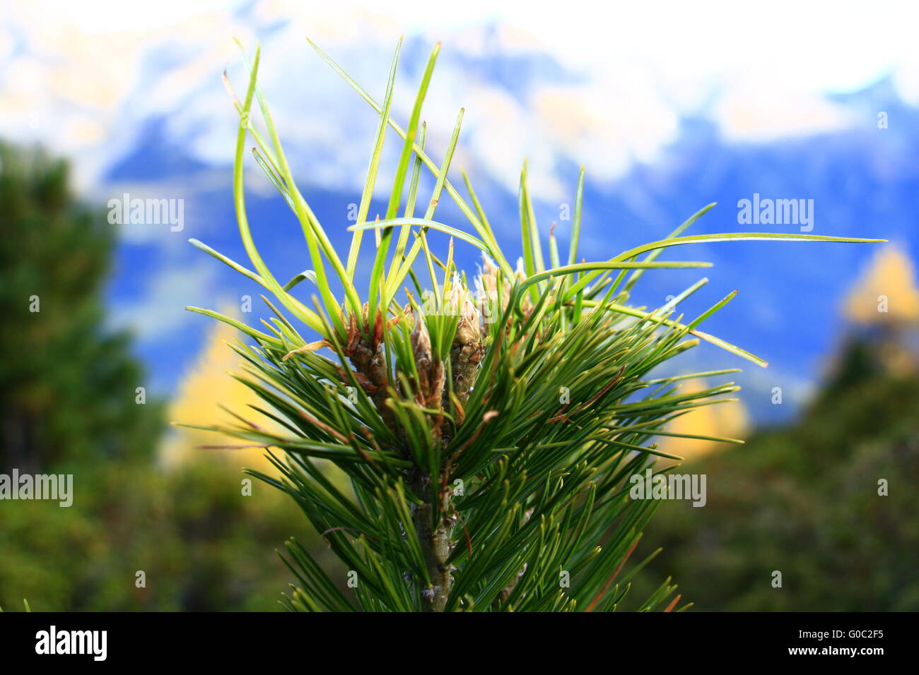 Tyrolean mountain pine Stock Photo