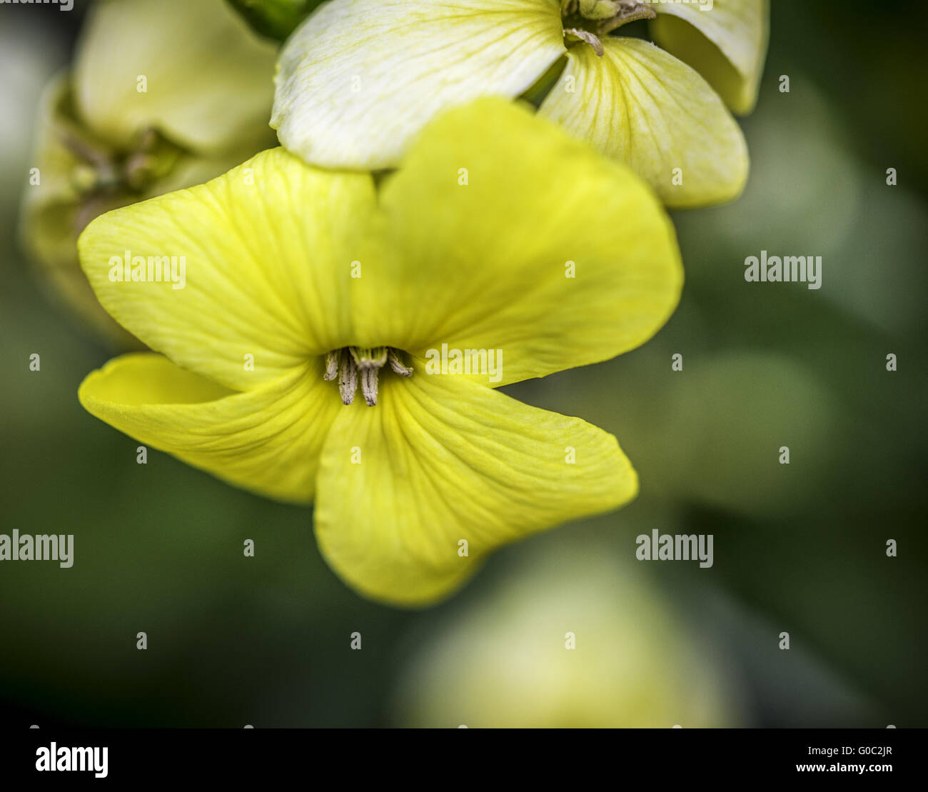 Closeup of a Yellow Flower With Green Bokeh Background Stock Photo