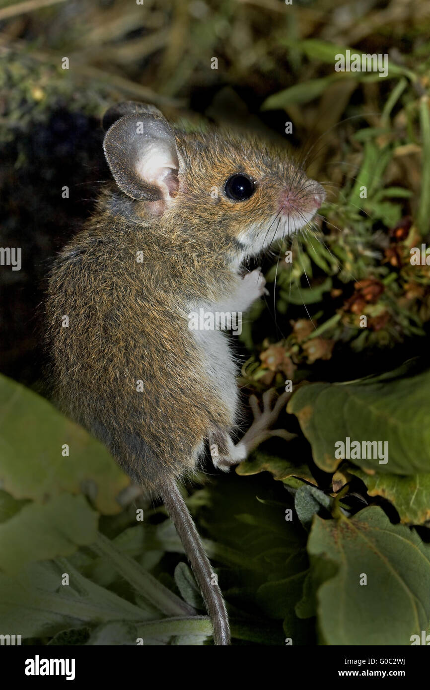 Young European wood mouse    Apodemus sylvaticus Stock Photo