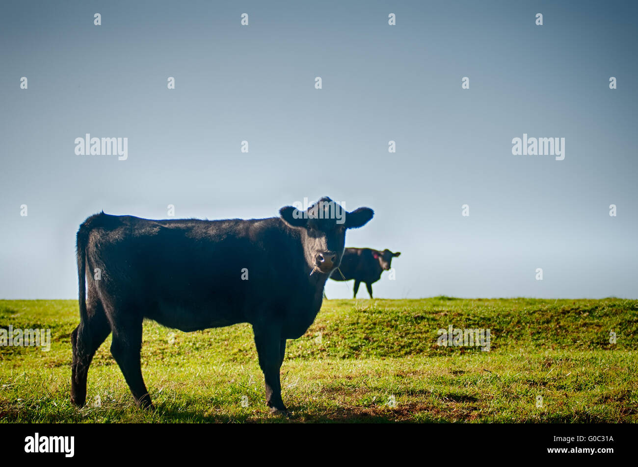 Cow on a summer pasture Stock Photo - Alamy