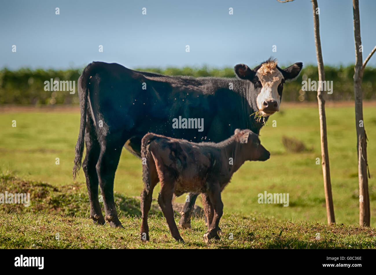 Cow on a summer pasture Stock Photo