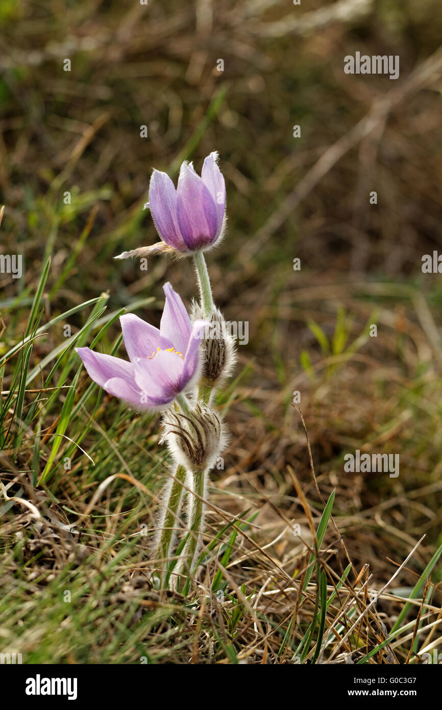 Beautiful purple flower at spring in the meadow Stock Photo - Alamy