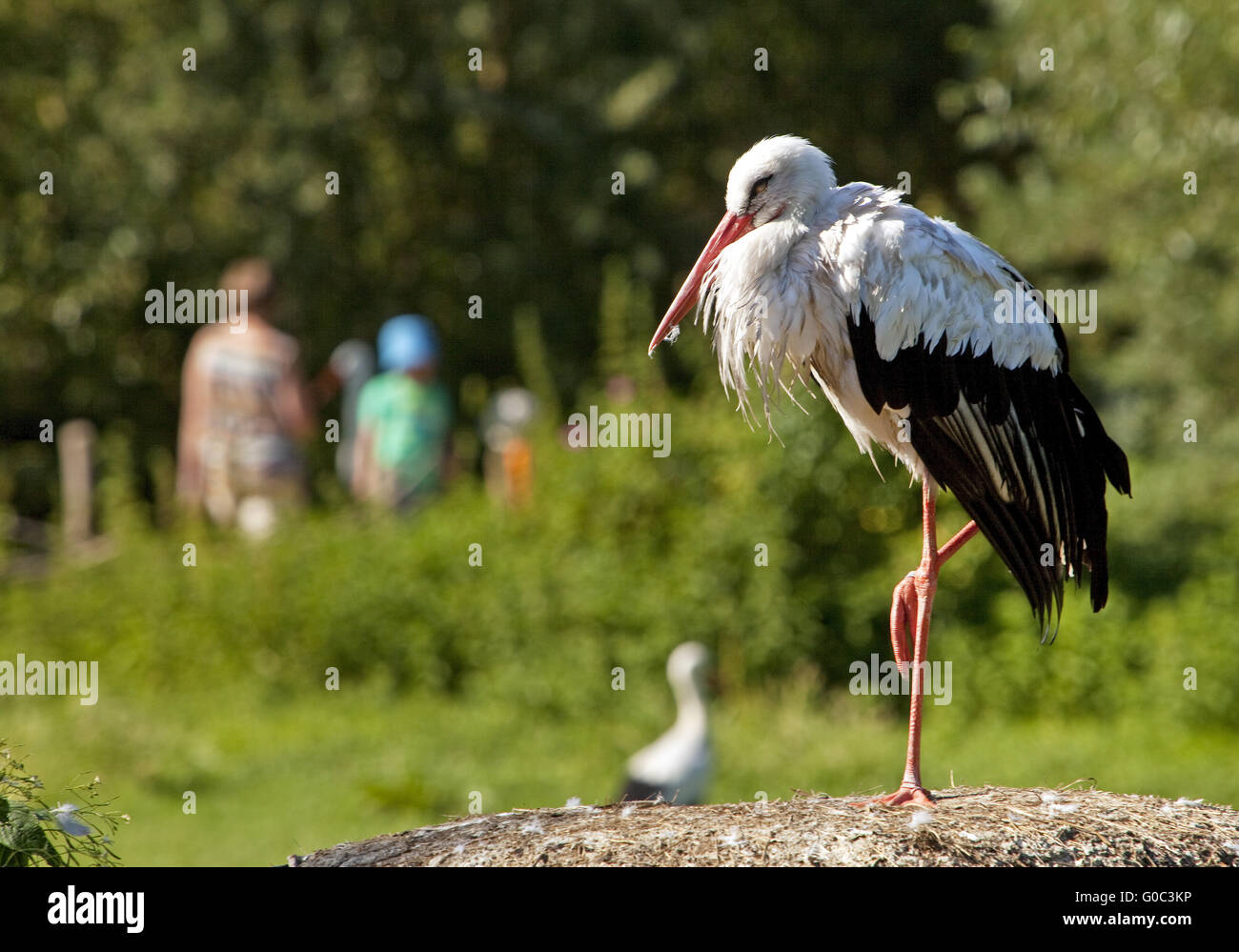 White Stork, Nature zoo Rheine, Germany Stock Photo