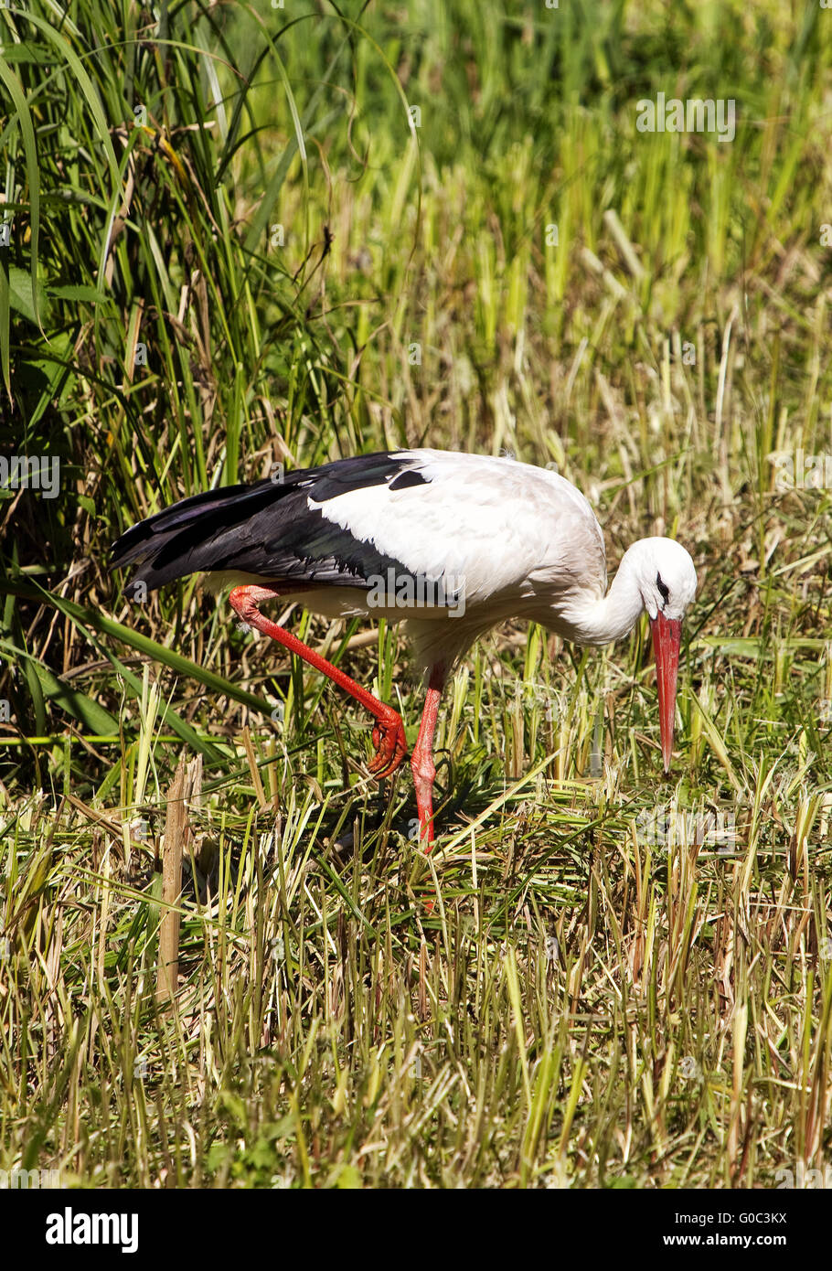 White Stork, Nature zoo Rheine, Germany Stock Photo