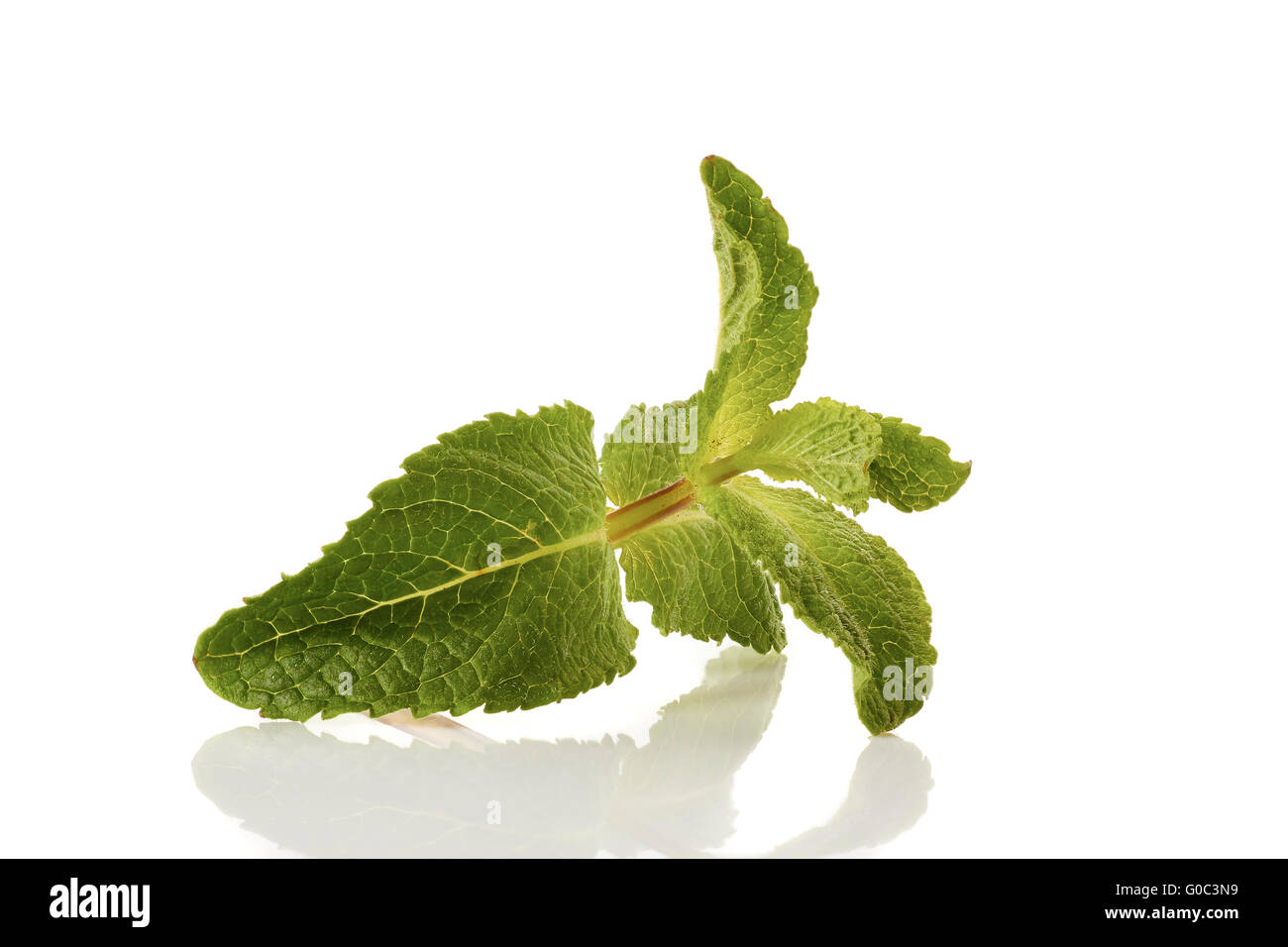 Fresh raw mint leaves on white Stock Photo