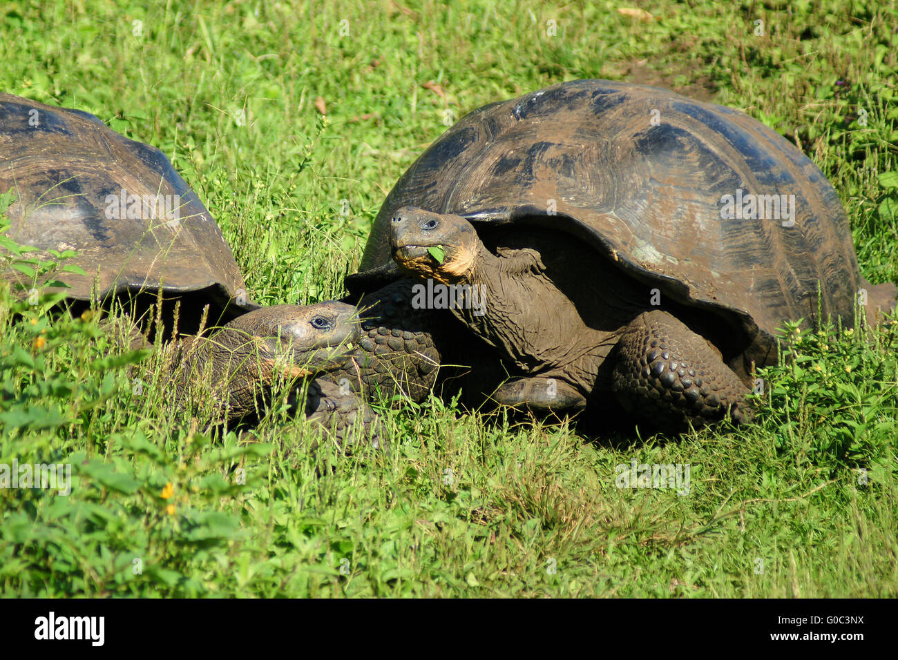 Free-living Galapagos giant tortoises while eating Stock Photo