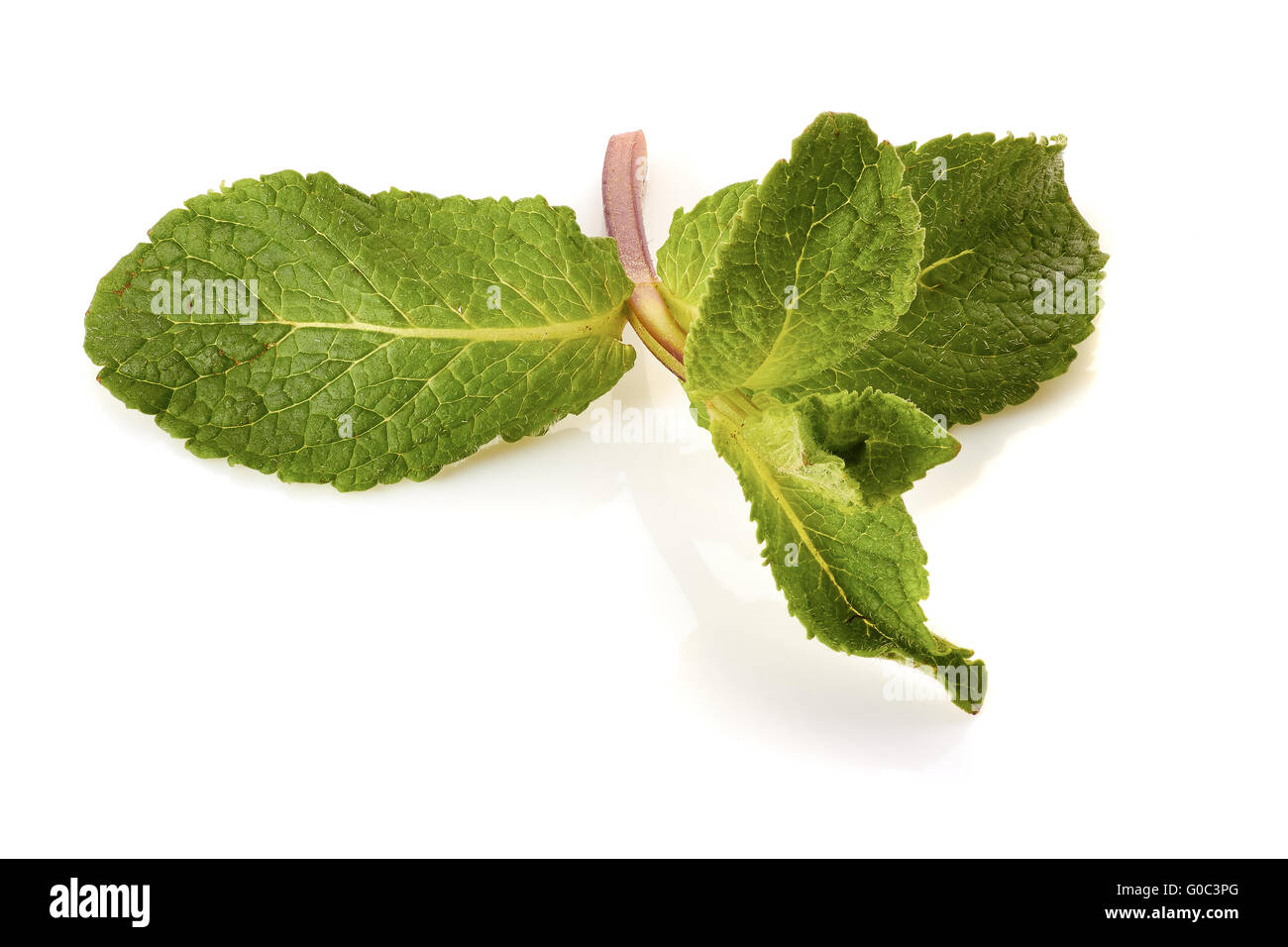 Fresh raw mint leaves on white Stock Photo