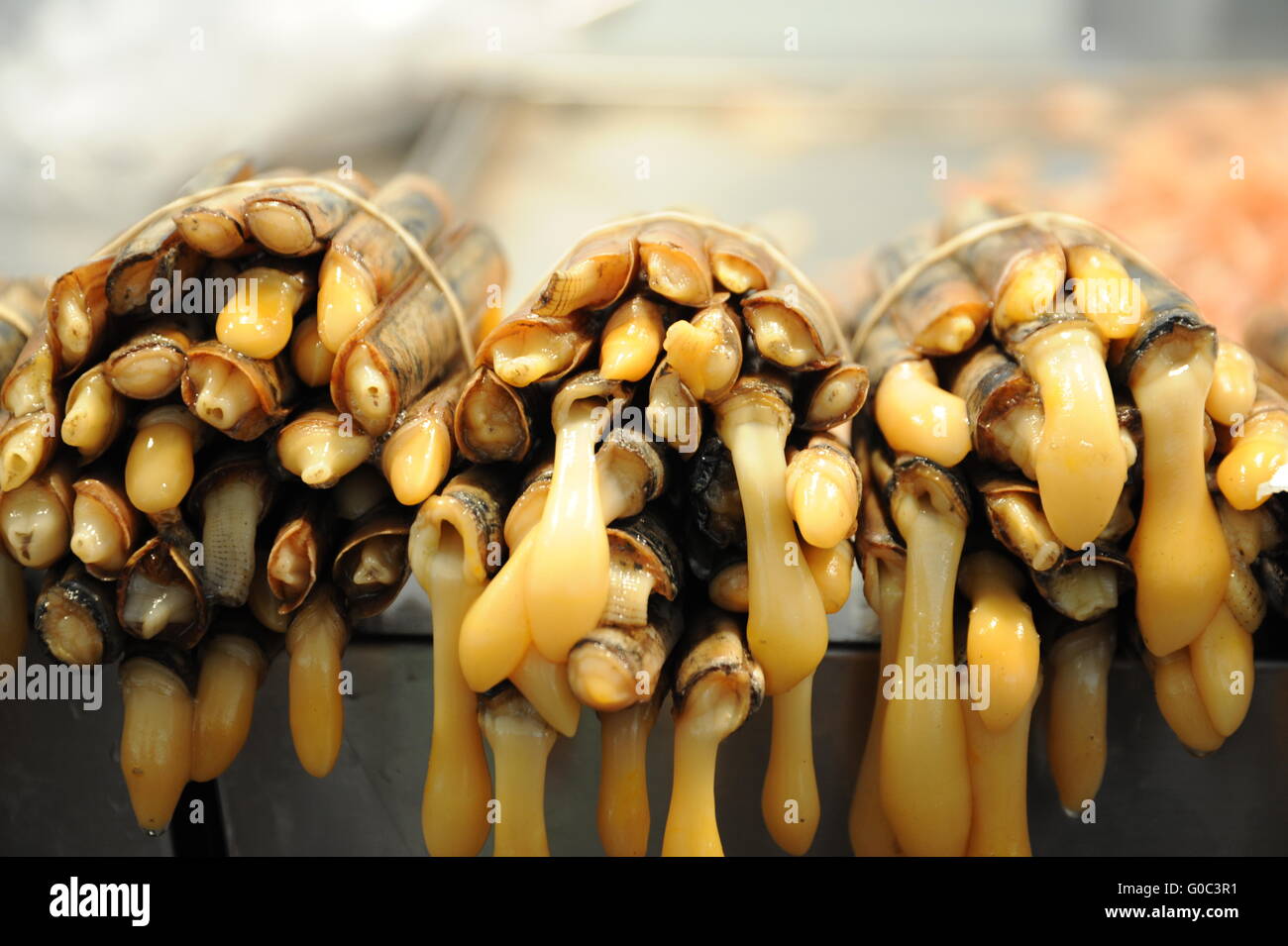 Sword razor ensis hi-res stock photography and images - Alamy