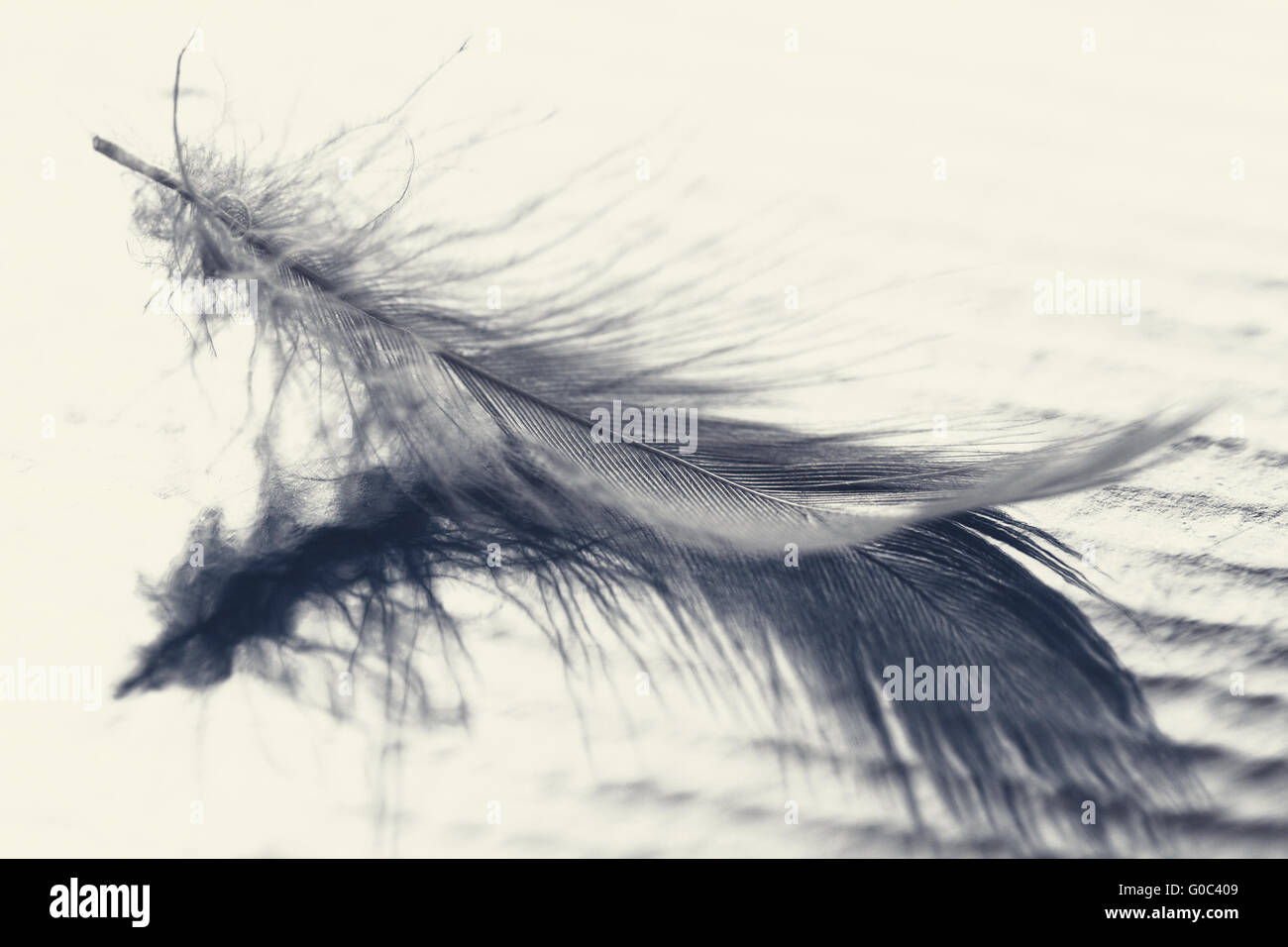 White feather with water drops on blue background Stock Photo - Alamy