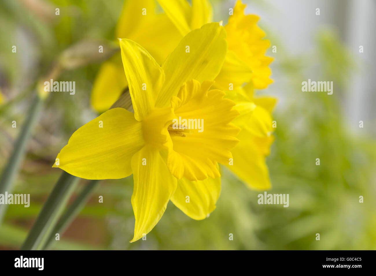 Spring Daffodil, Narcissus Stock Photo