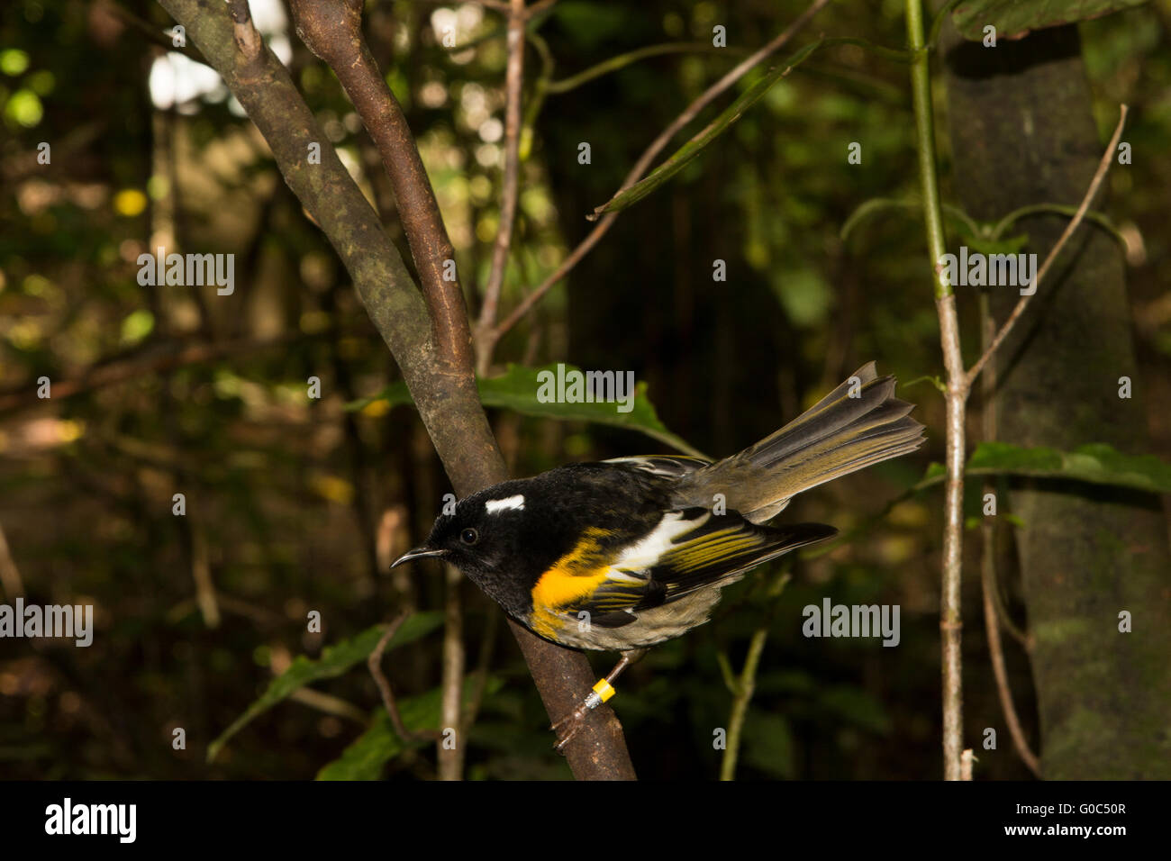 The stitchbird or hihi (Notiomystis cincta) is a rare passerine bird endemic to the North Island of New Zealand. Stock Photo