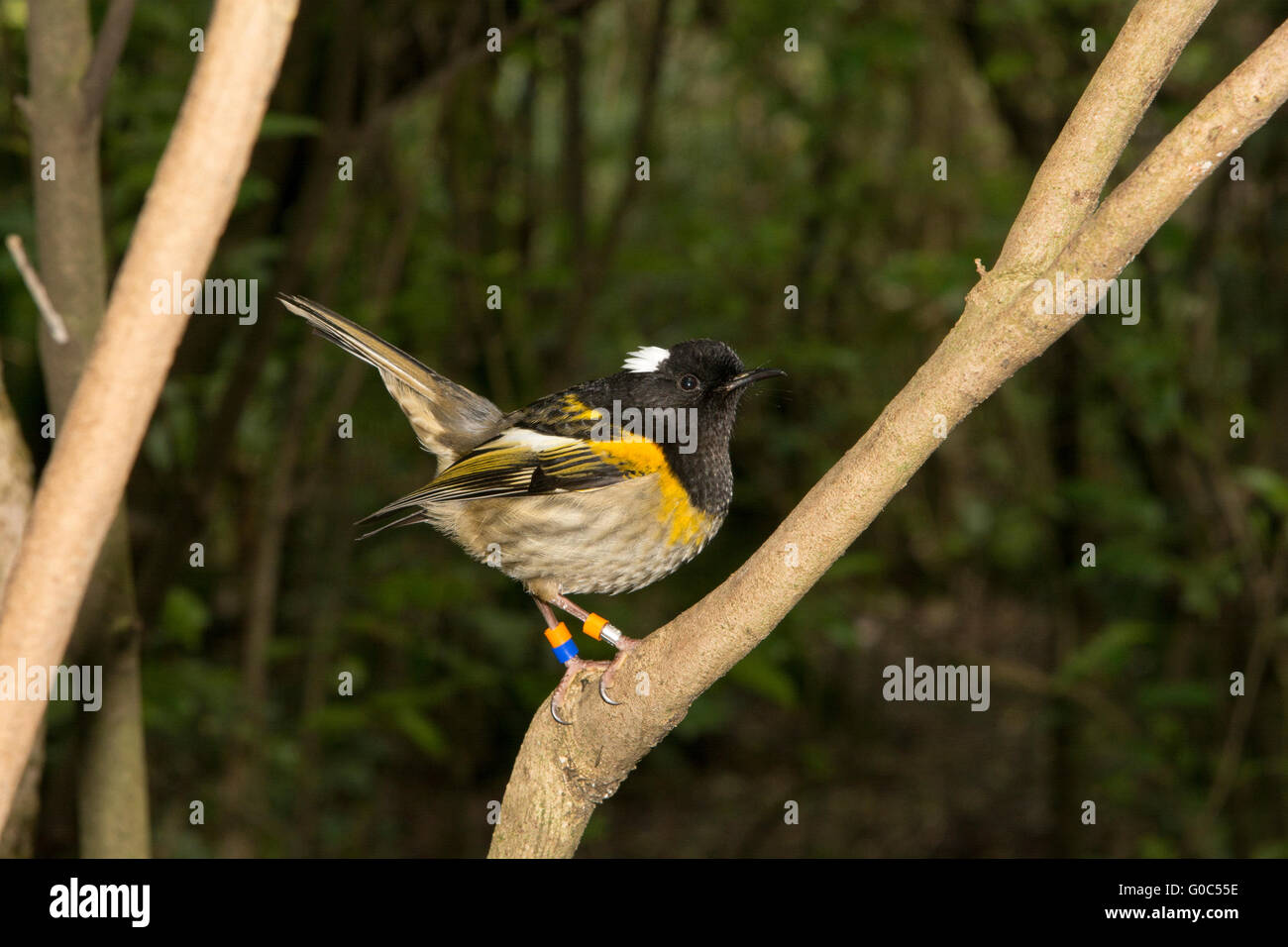 The stitchbird or hihi (Notiomystis cincta) is a rare passerine bird endemic to the North Island of New Zealand. Stock Photo