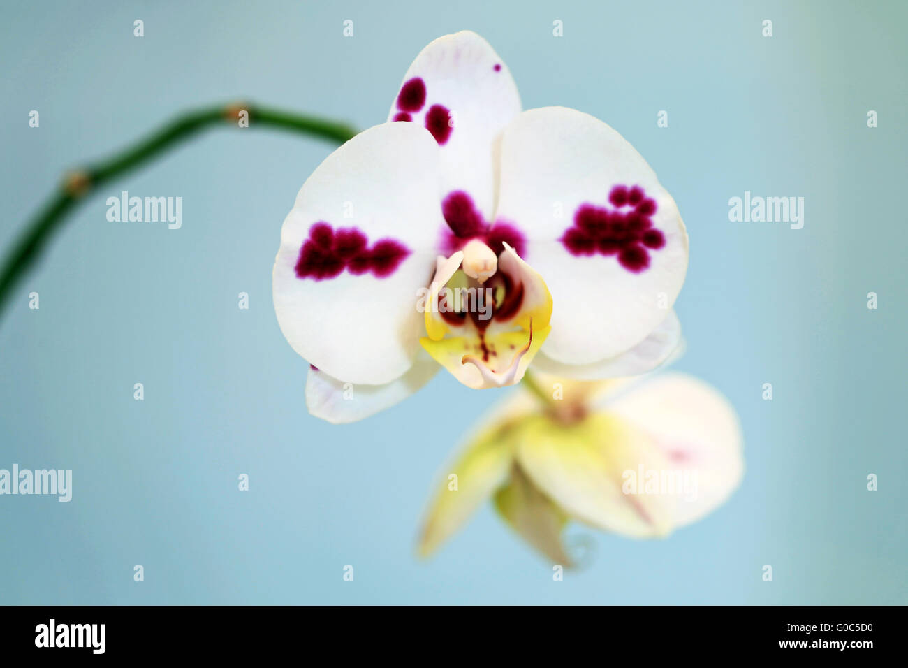 ORCHID Stock Photo
