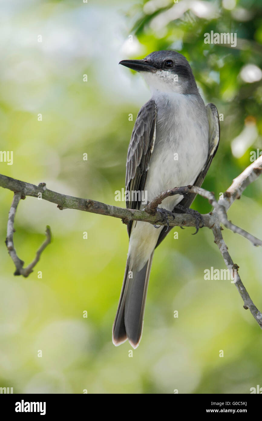 Gray King bird (Tyrannus dominicensis) sitting on branch, Laguna Cartegena, Puerto Rico Stock Photo