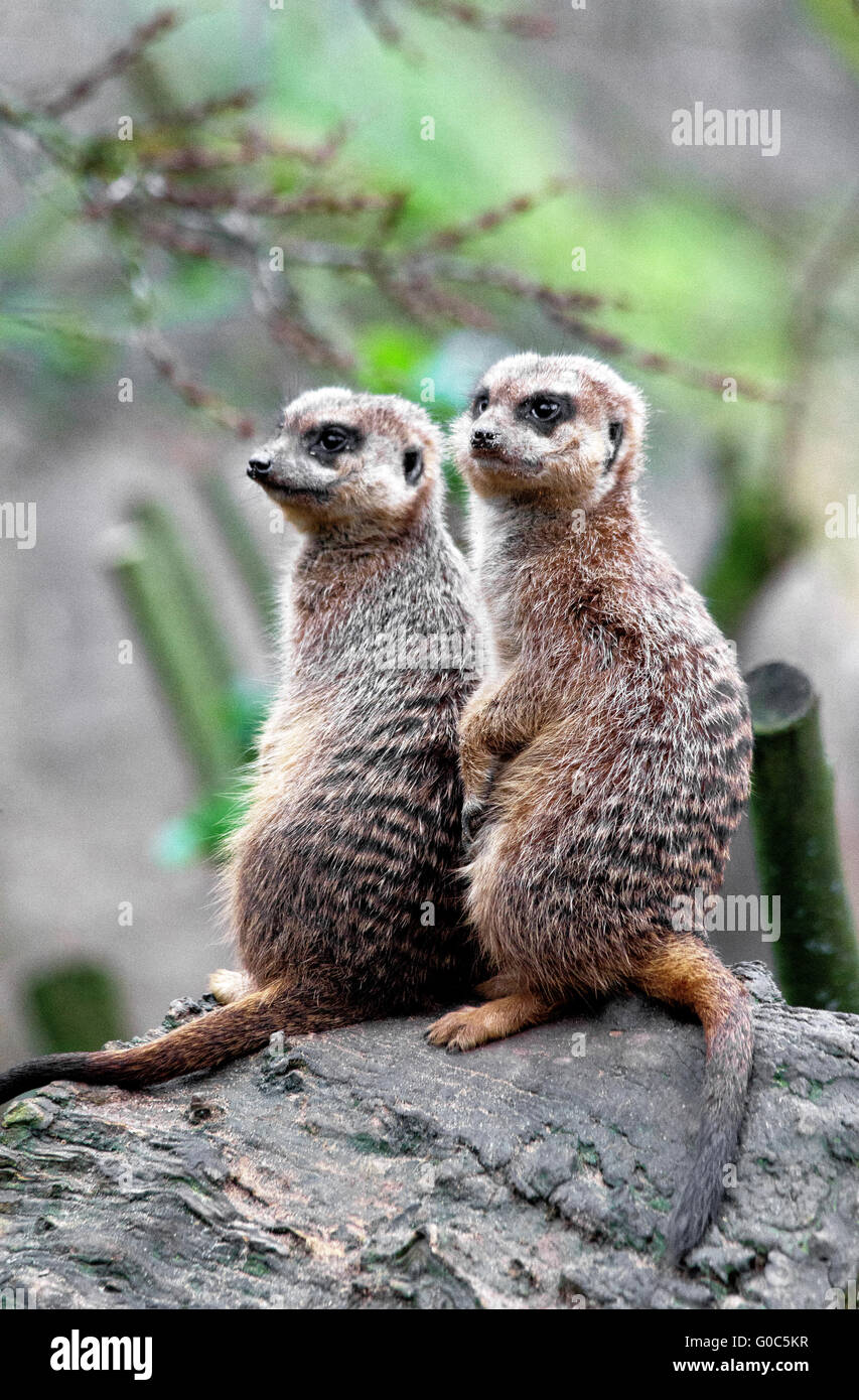 Meerkats in a zoo Stock Photo