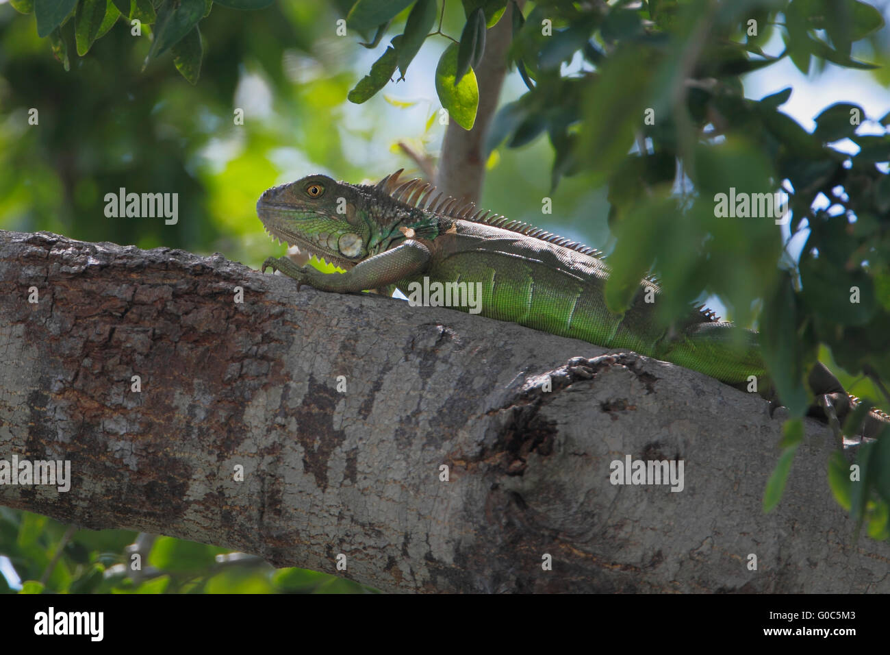 Green iguana (Iguana iguana) on branch, Laguna Cartegena, Puerto Rico Stock Photo