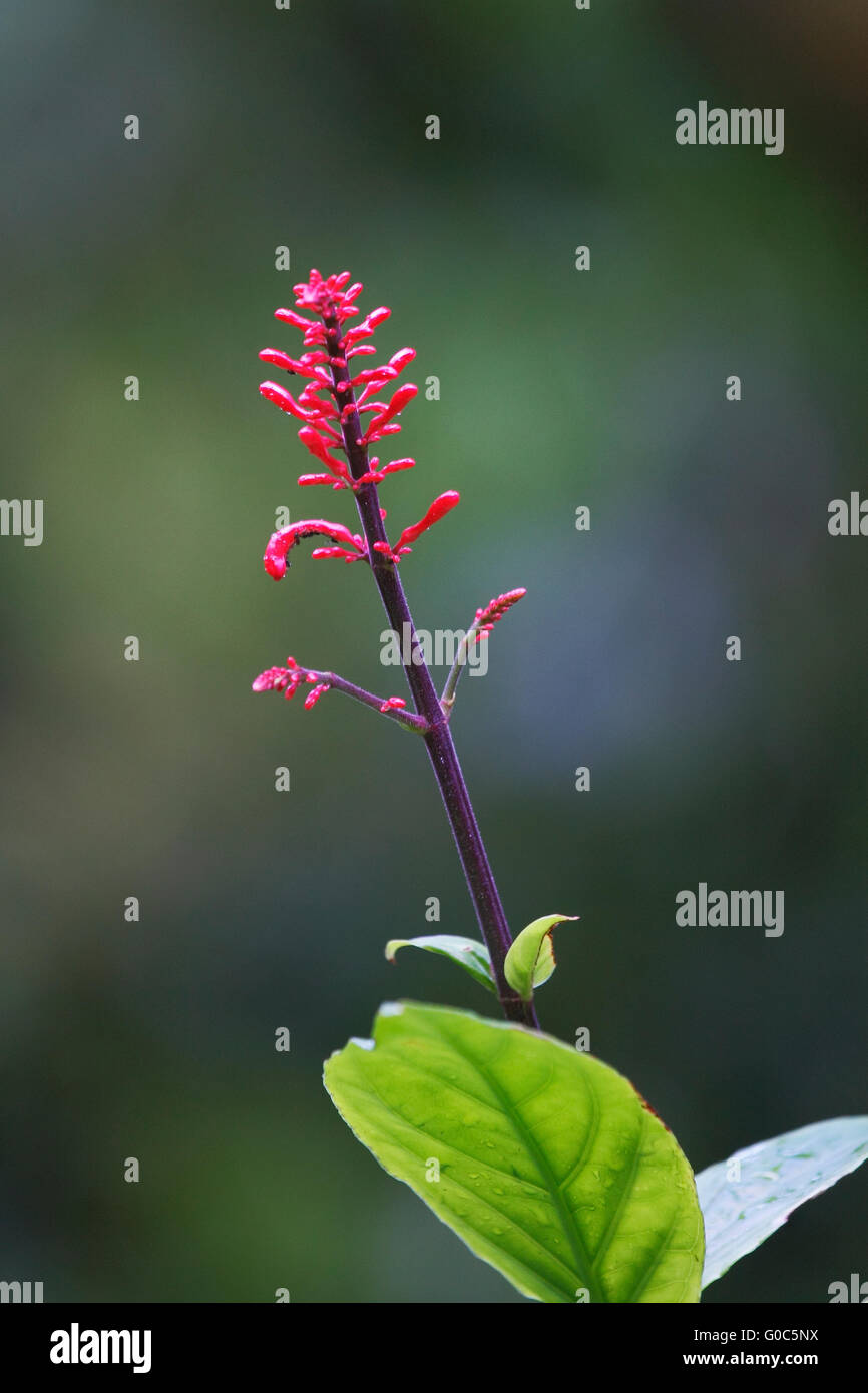 Red Firespike (Odontonema strictum) flower, El Yunque Rain Forest, Puerto Rico Stock Photo