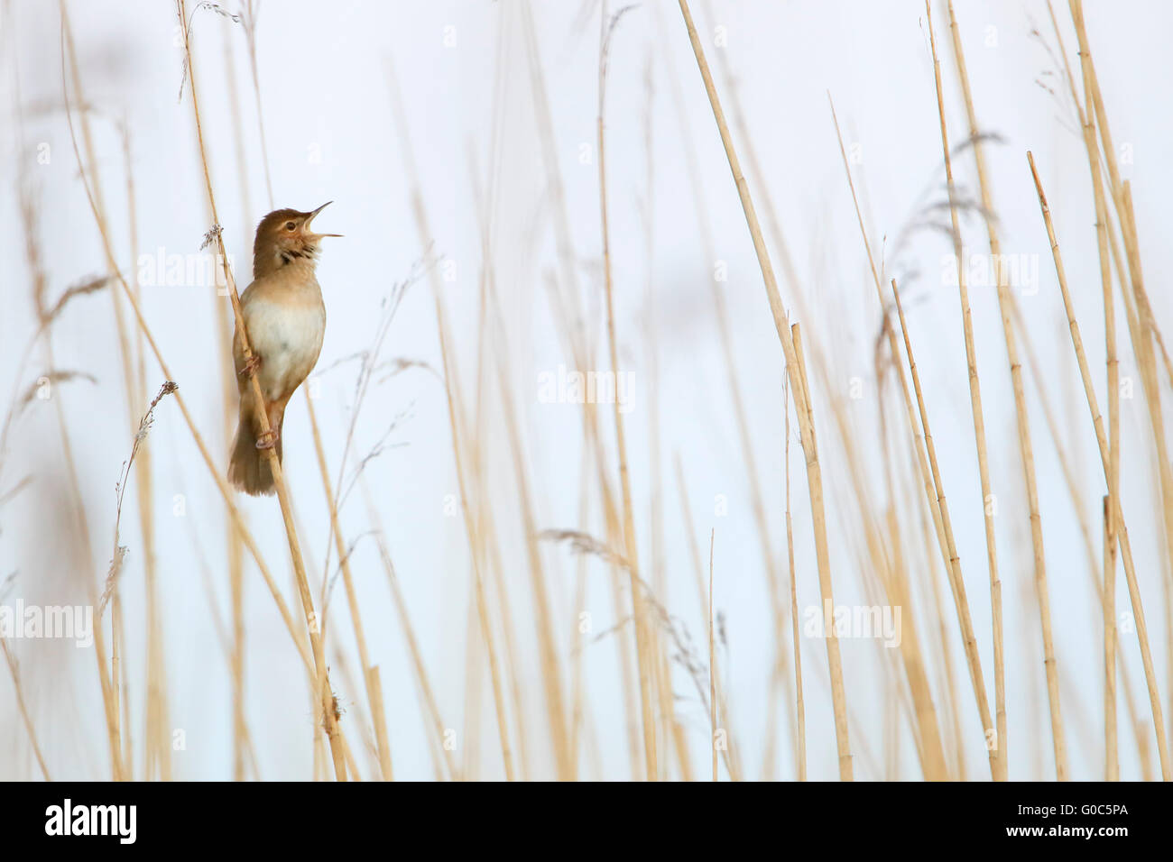 Savi's Warbler (Locustella luscinioides) singing in reed, Netherlands Stock Photo