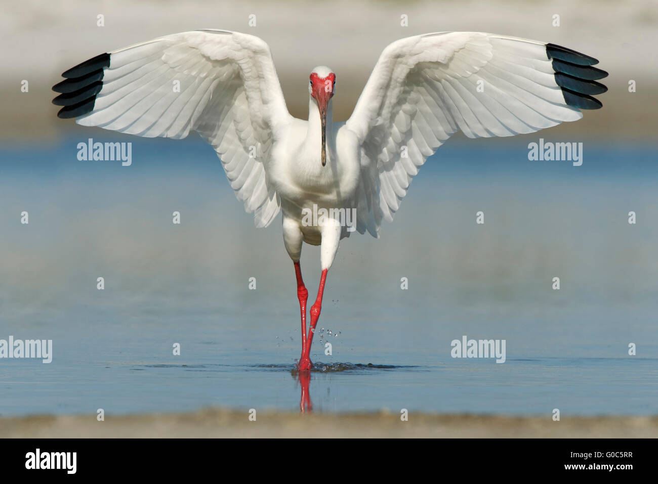 American White Ibis (Eudocimus albus) wingspread landing in lagoon, Fort De Soto Park, Florida, USA Stock Photo