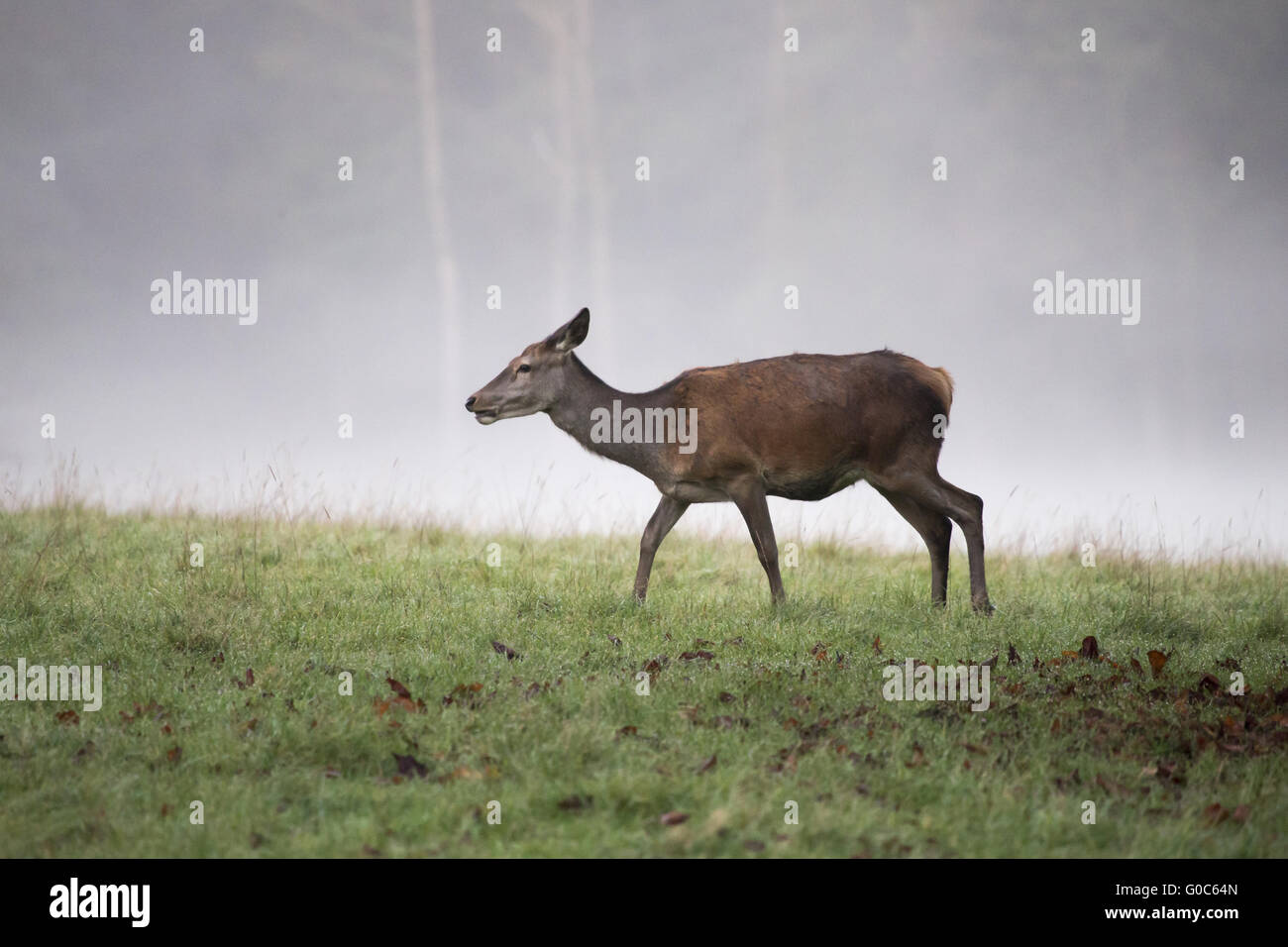 one reed deer female in the fog Stock Photo