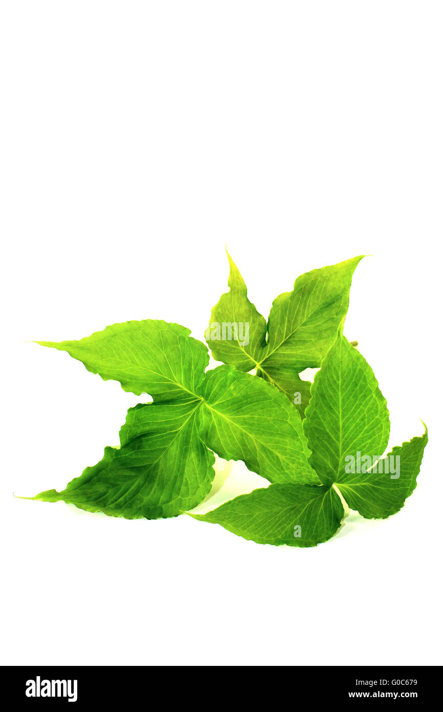 green Ban Xia Stock Photo