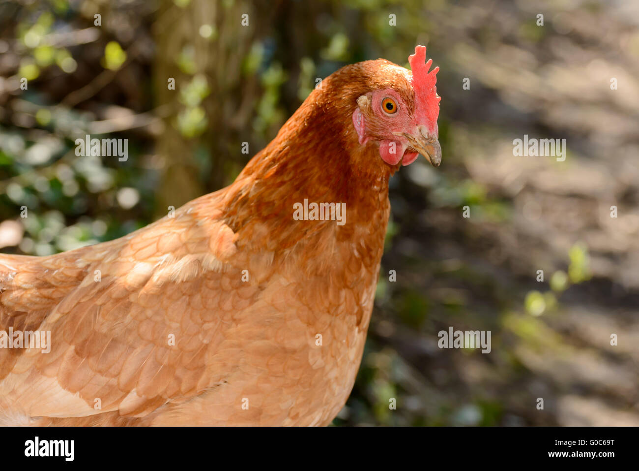 head of red chicken, Germany Stock Photo Alamy