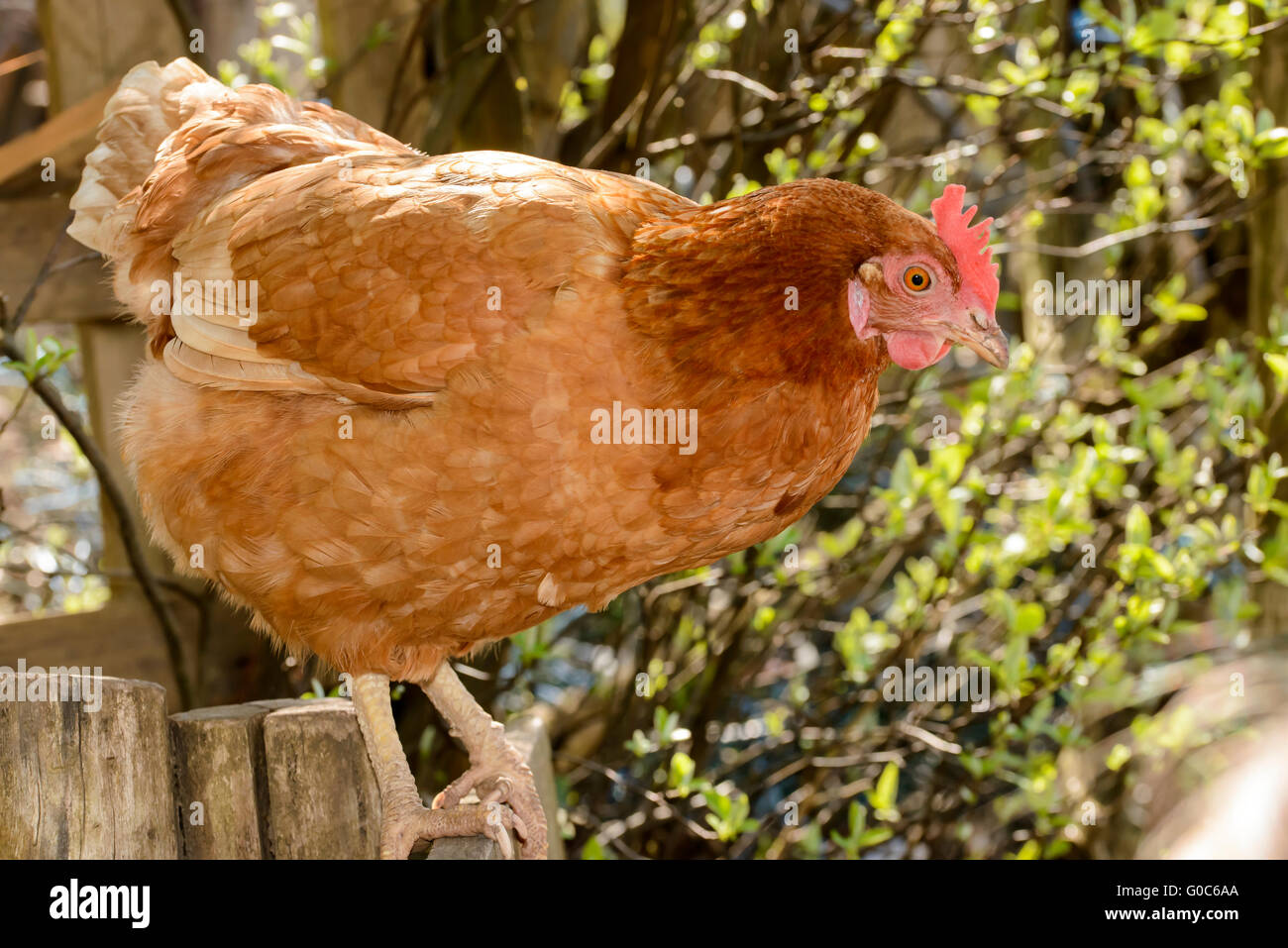 red chicken perching, Germany Stock Photo