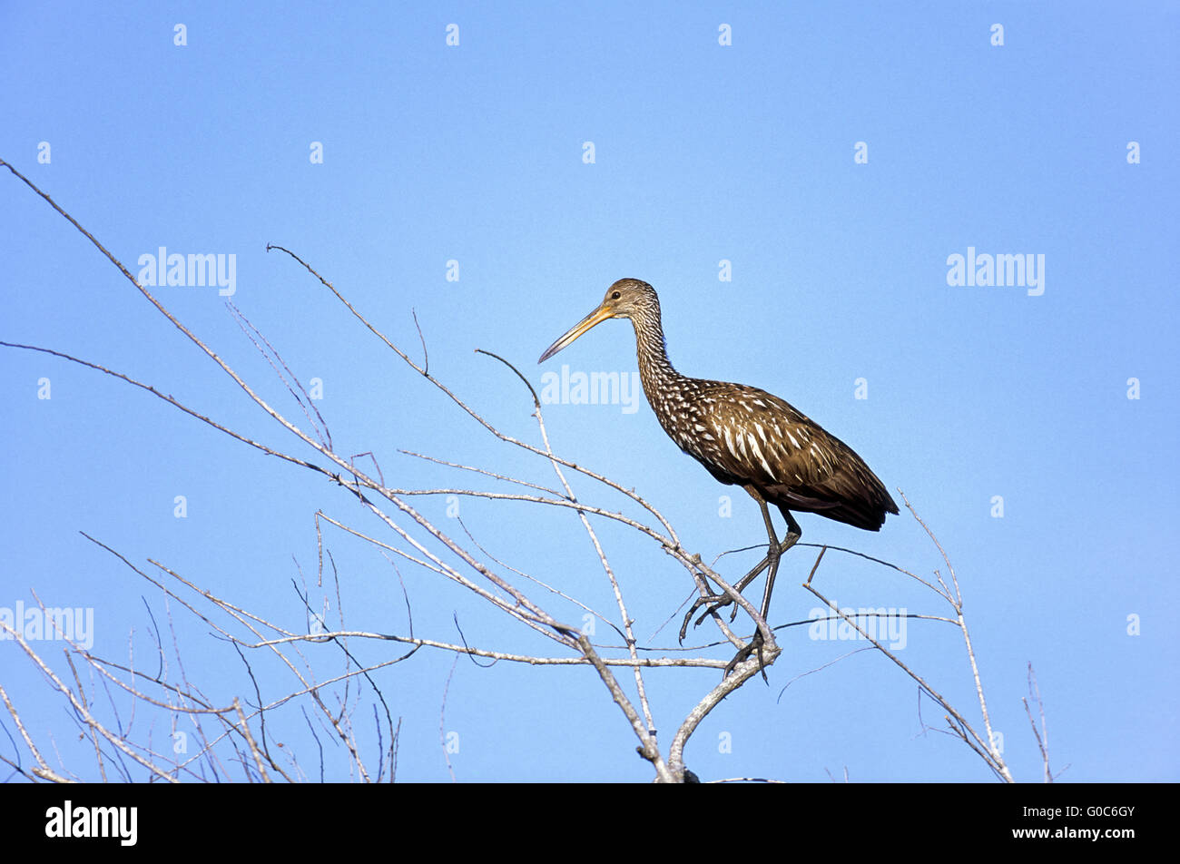 Limpkin in branchwood of a dead tree Stock Photo