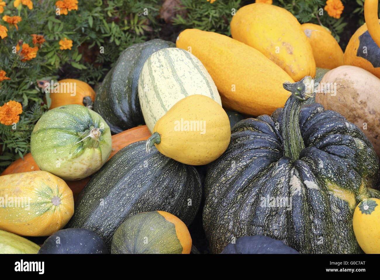 Varieties of pumpkins and squashes Stock Photo Alamy