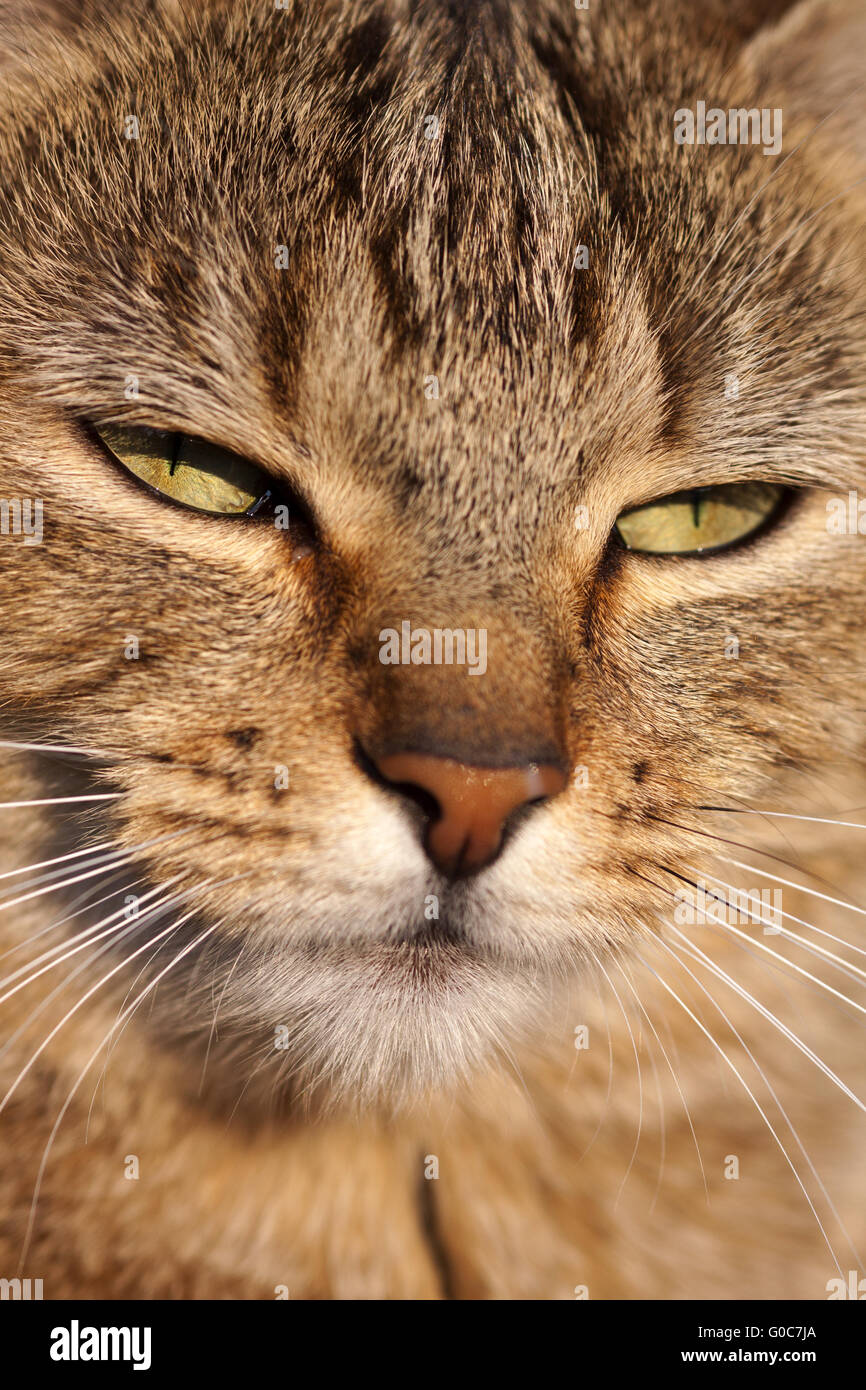 Portrait of a domestic cat (Felis silvestris forma Stock Photo